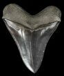 Serrated, Megalodon Tooth - Collector Tooth #57184-2